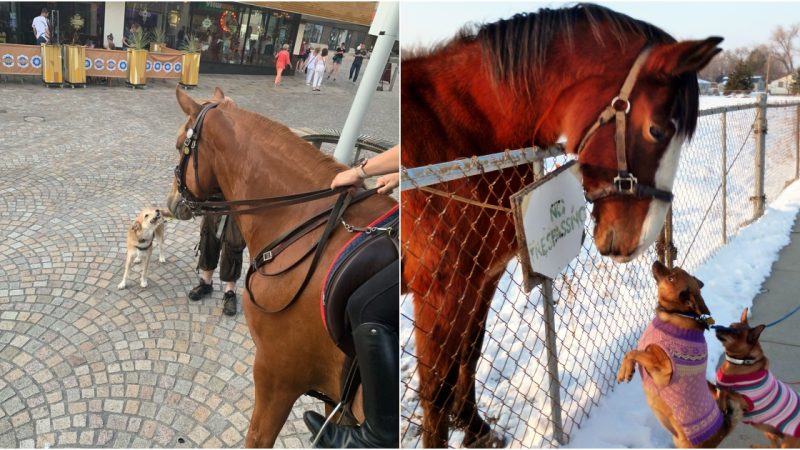 A Delightful Encounter French Bulldog’s Friendship with Police Horse Captivates Onlookers