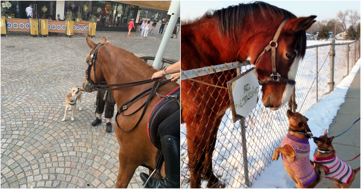 A Delightful Encounter French Bulldog’s Friendship with Police Horse Captivates Onlookers