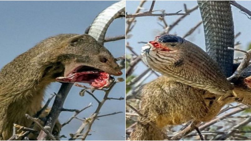 Terrifying Encounter: Wild Civet Takes Down a Poisonous Snake on a Tree, Leaving Many Astonished at the Predatory Prey Dynamics in the Animal Kingdom.