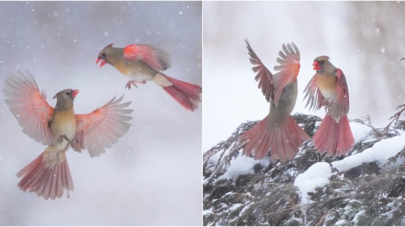 “The ‘double-handed battle’ of North American Roseate Spoonbills captured by a photographer