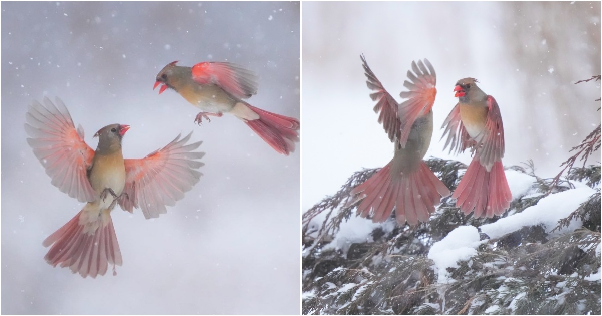 “The ‘double-handed battle’ of North American Roseate Spoonbills captured by a photographer