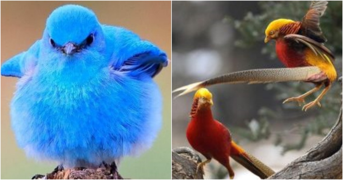 Captivating and Delightful Photos of Colorful Birds