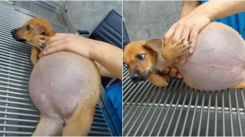 The Helpless Puppy’s Harrowing Ordeal: A Tale of Resilience, Compassion, and Hope