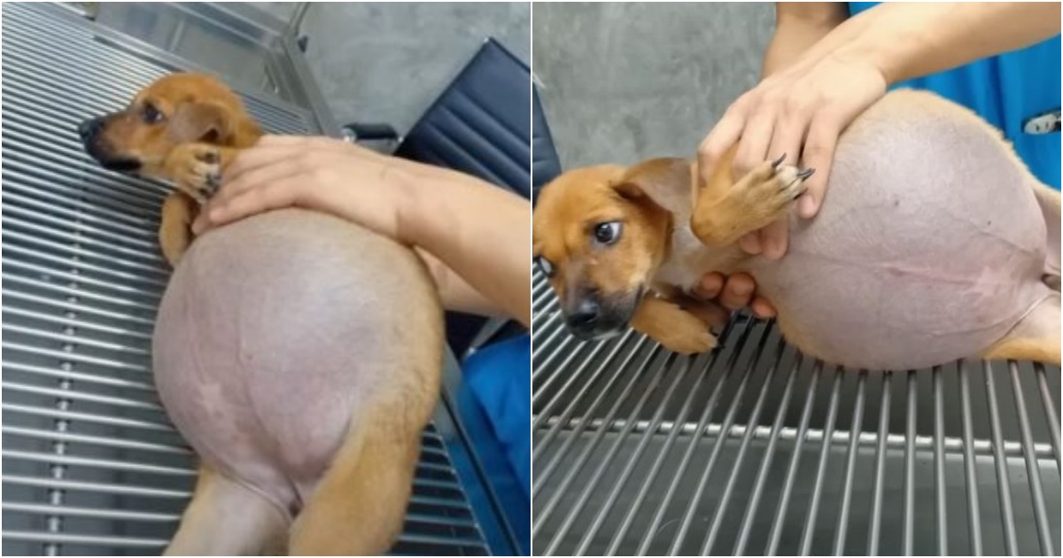 The Helpless Puppy’s Harrowing Ordeal: A Tale of Resilience, Compassion, and Hope
