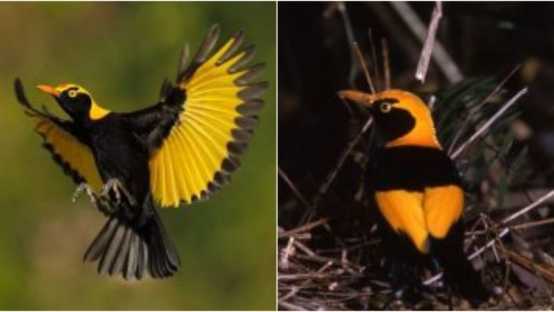 Unveiling the Magnificence of the Regent Bowerbird: A Masterpiece of Gold, Orange, and Jet Black!