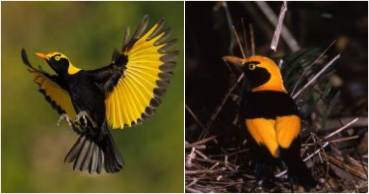 Unveiling the Magnificence of the Regent Bowerbird: A Masterpiece of Gold, Orange, and Jet Black!
