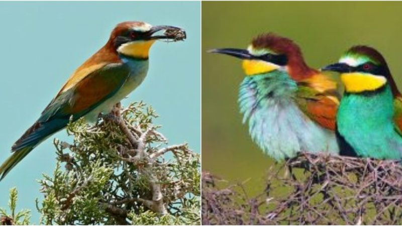 Awe-Inspiring Beauty: Unveiling the Exquisite European Bee-Eater