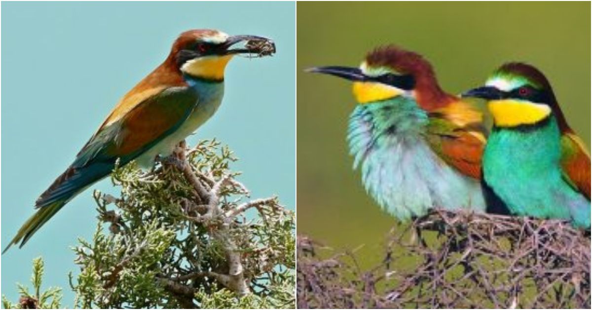 Awe-Inspiring Beauty: Unveiling the Exquisite European Bee-Eater