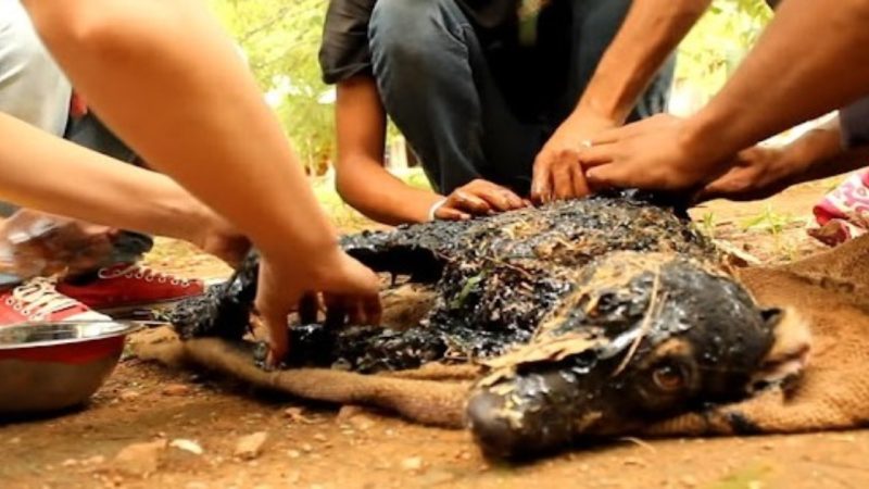 Dog was Found in a Hot Tar and Could Not Move or ask for Help