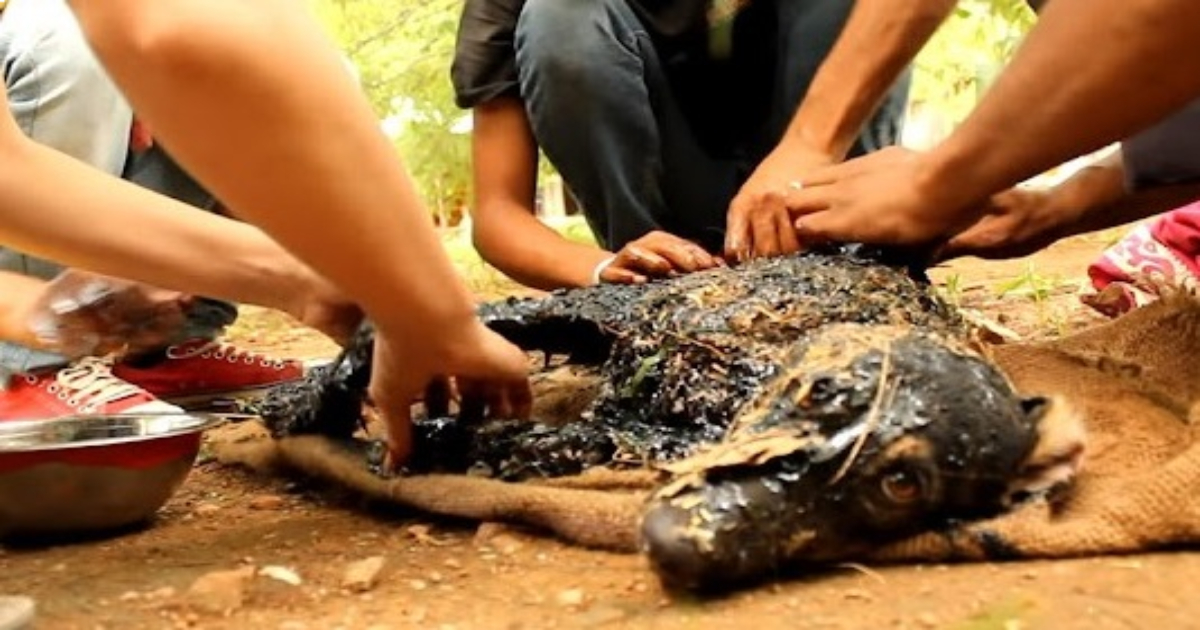 Dog was Found in a Hot Tar and Could Not Move or ask for Help