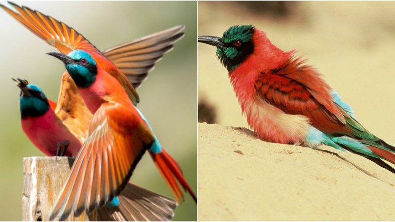 Journey into Splendor: Unveiling the Exquisite Carmine Bee-eater, a Kaleidoscope of Beauty that Awakens the Senses