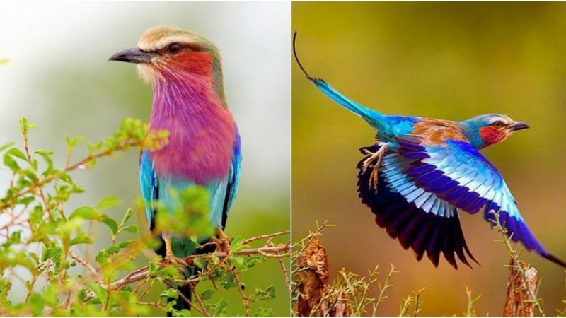 Enthralling Chestnut-Bellied Rollers: Exquisite Beauty and Unwavering Loyalty