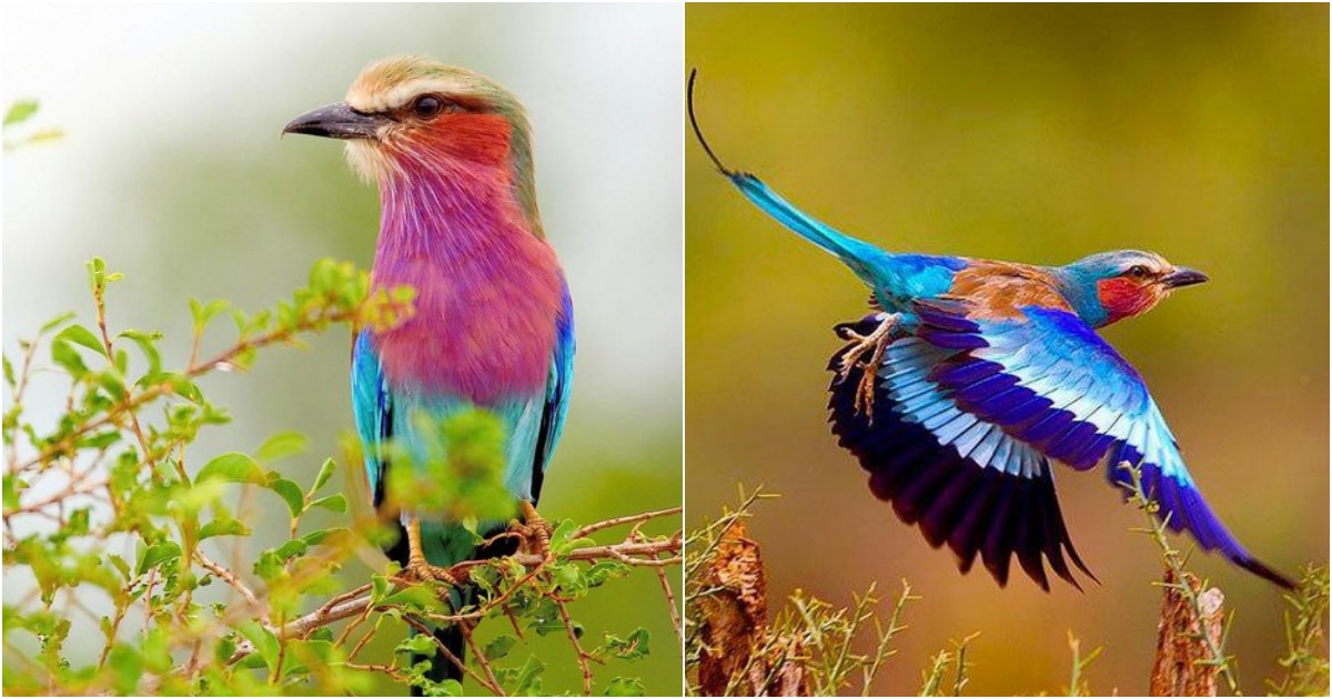 Enthralling Chestnut-Bellied Rollers: Exquisite Beauty and Unwavering Loyalty