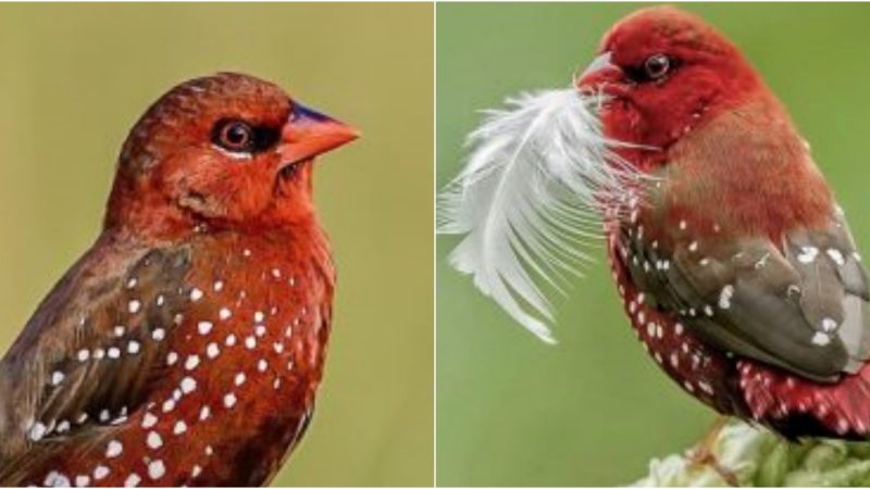 The Enchanting Red Avadavat: A Brilliant Jewel of the Natural World