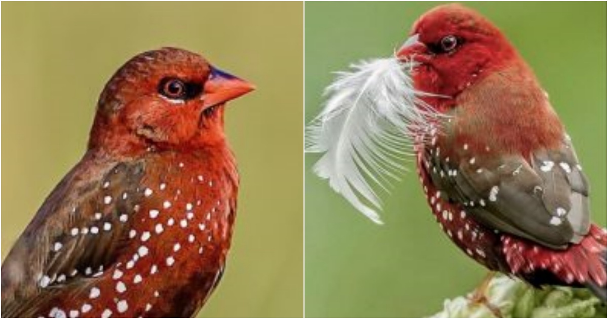 The Enchanting Red Avadavat: A Brilliant Jewel of the Natural World