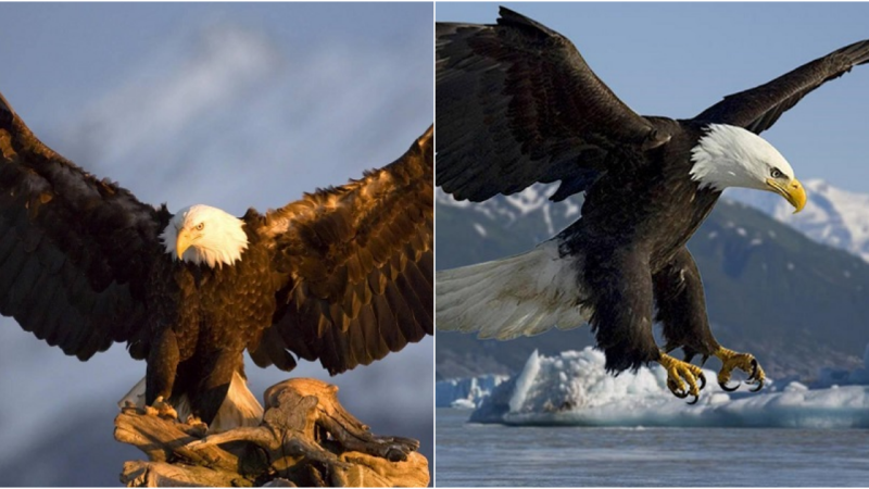 The Bald Eagle – America’s Majestic Symbol