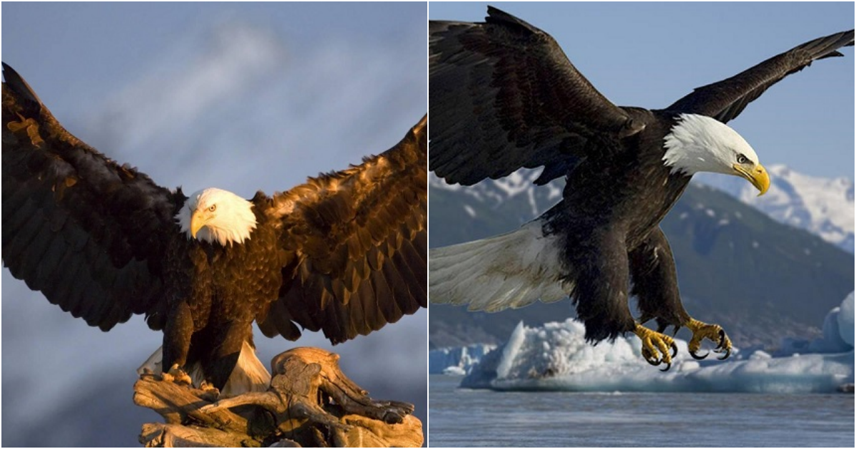 The Bald Eagle – America’s Majestic Symbol