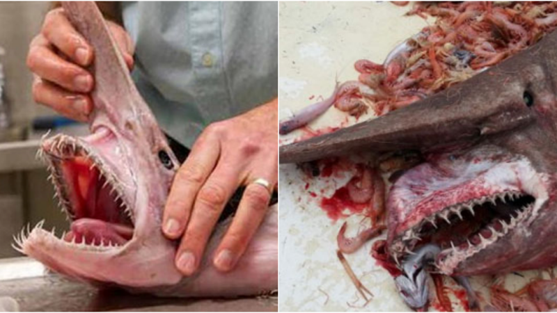 Unveiling the Enigmatic Goblin Shark: A Mysterious Deep-Sea Predator