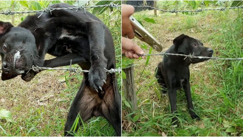 Dog Trapped in Barbed Wire Evokes Confusion and Fear, Urging Collaborative Action