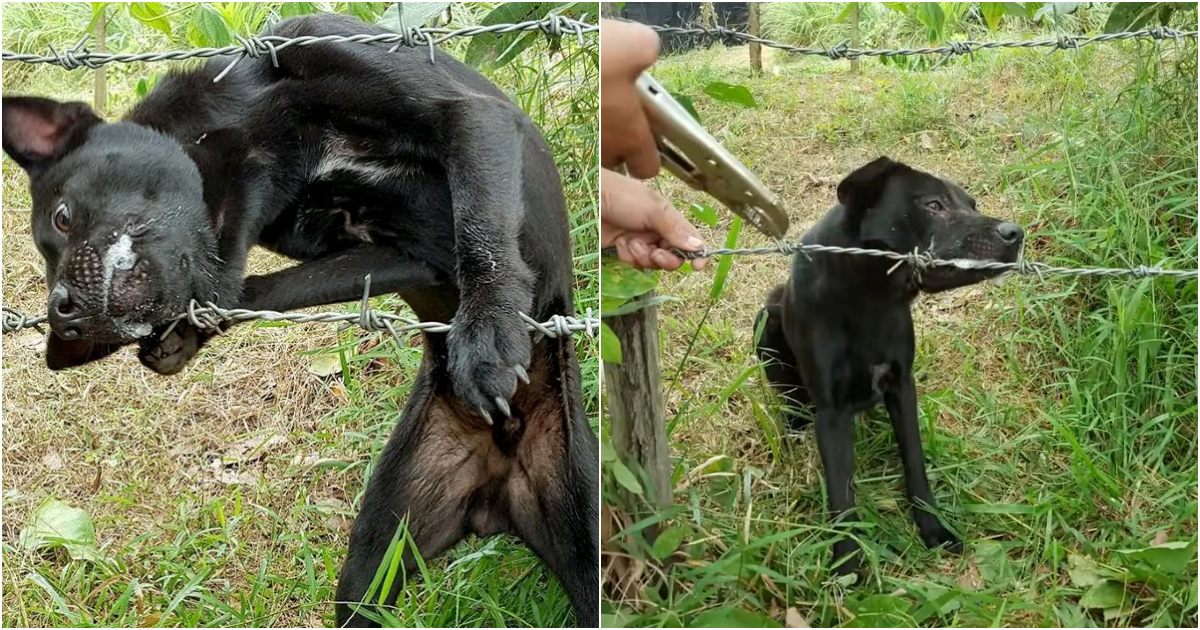 Dog Trapped in Barbed Wire Evokes Confusion and Fear, Urging Collaborative Action