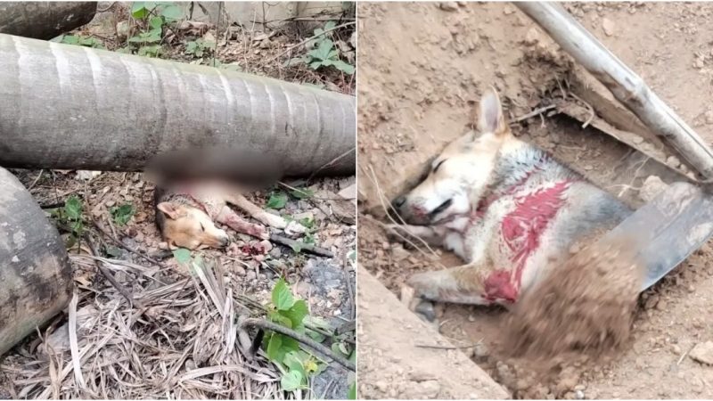 Courageous Mother’s Sacrifice: Dog Leaps to Shield Helpless Cubs from Collapsing Tree