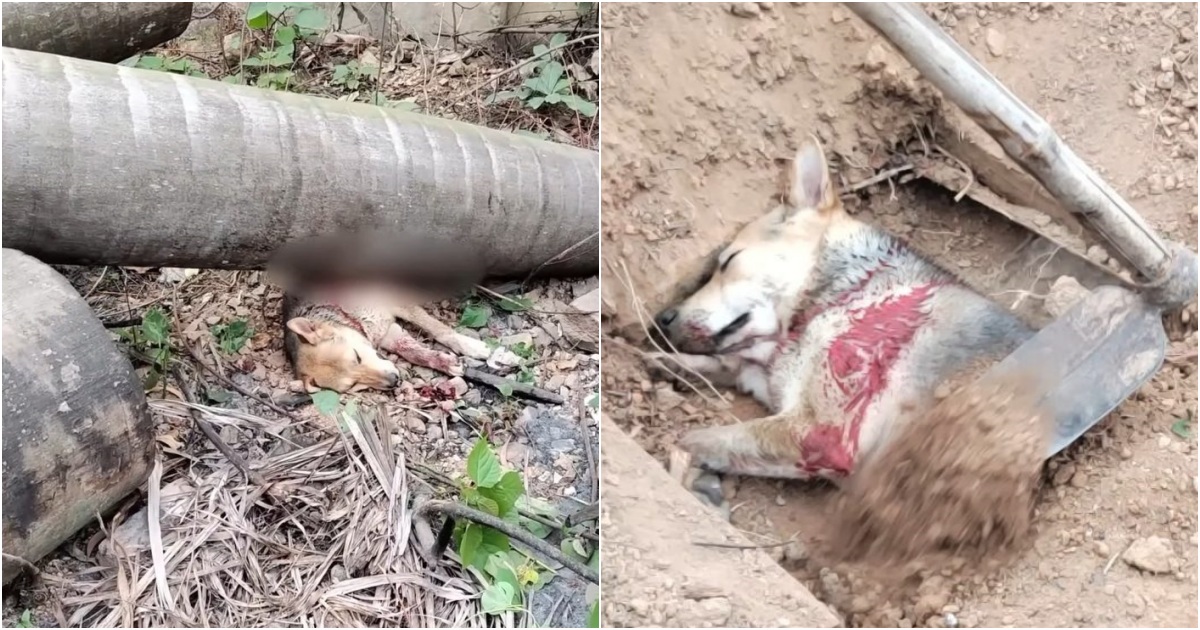 Courageous Mother’s Sacrifice: Dog Leaps to Shield Helpless Cubs from Collapsing Tree