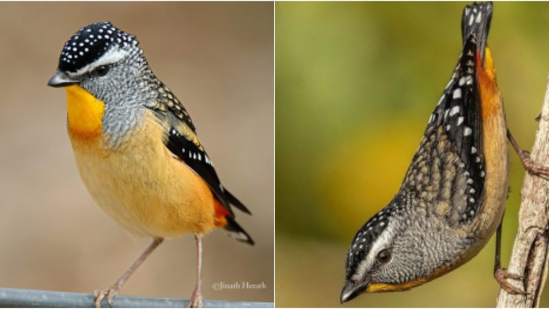 Discover the Delightful Spotted Pardalote – A Charming Resident of Backyards  Appearance