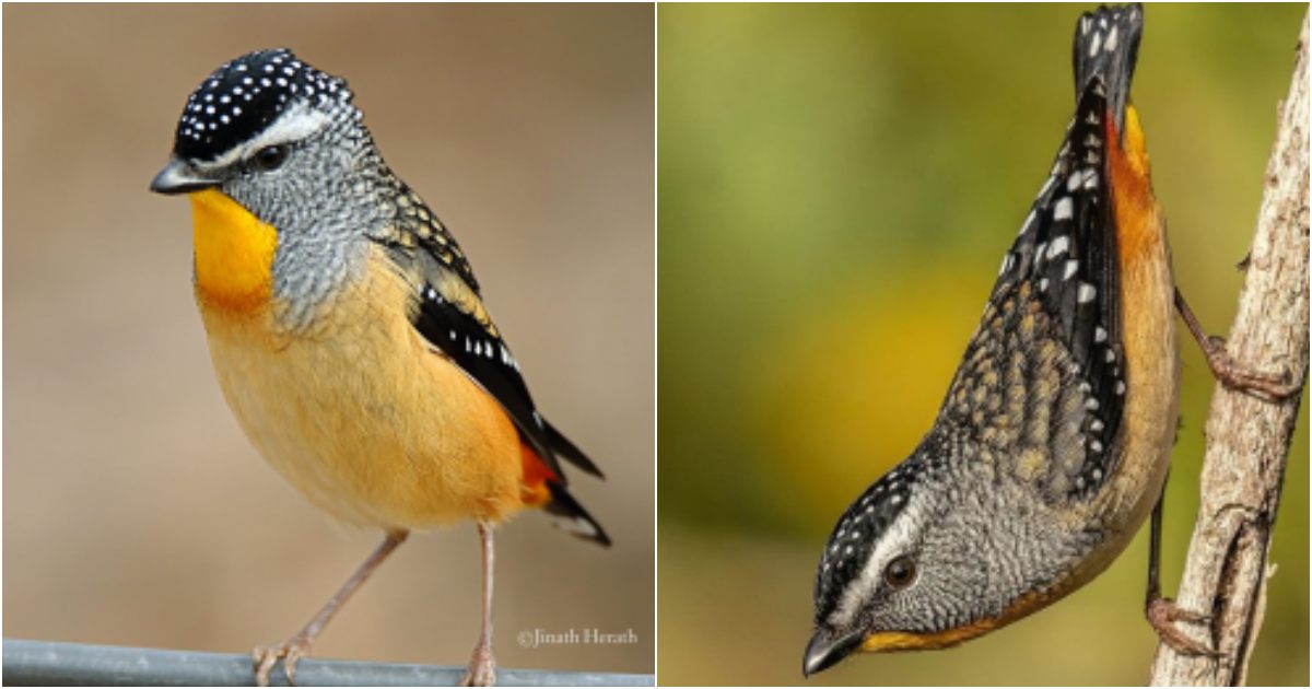 Discover the Delightful Spotted Pardalote – A Charming Resident of Backyards  Appearance