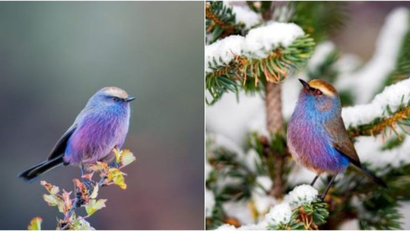 Nature Has Created a Fairy-Tale-Like Bird That Seems to Have Come From Paradise, and We’re in Awe