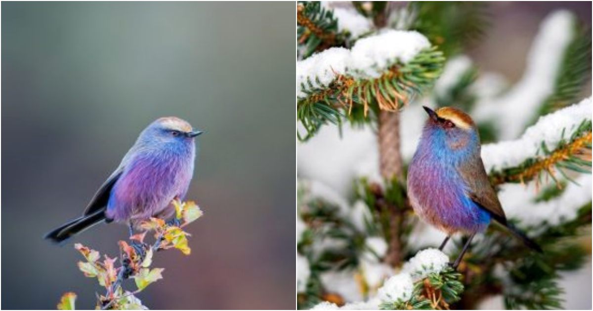 Nature Has Created a Fairy-Tale-Like Bird That Seems to Have Come From Paradise, and We’re in Awe