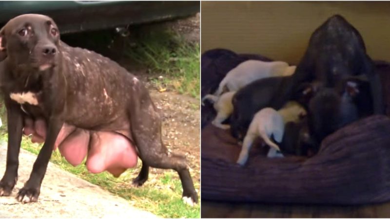 Mother Pitbull With Breasts About To Burst Found Desperately Looking For Her Pups, She Stops At Nothing To Get Them Back