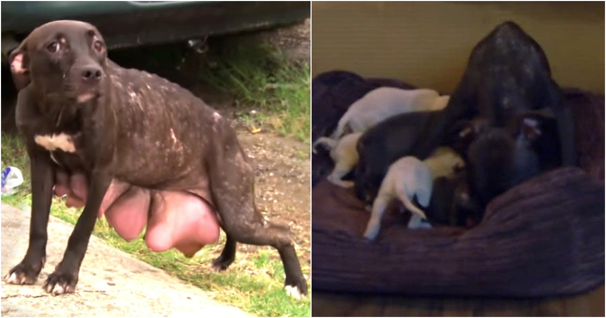 Mother Pitbull With Breasts About To Burst Found Desperately Looking For Her Pups, She Stops At Nothing To Get Them Back