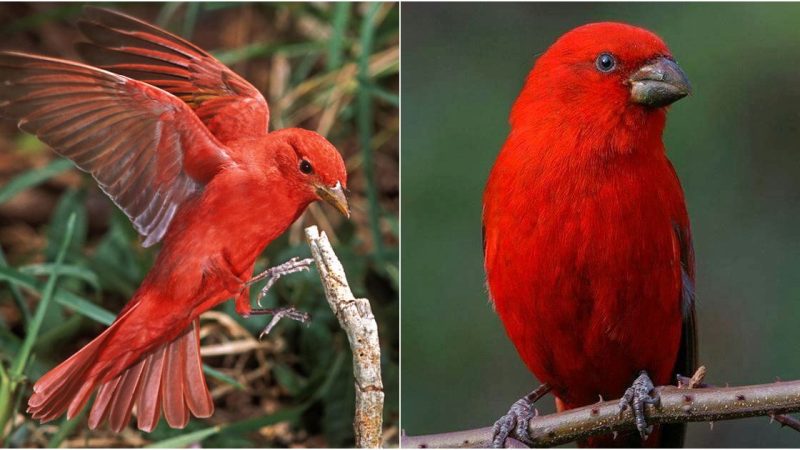 Introducing the Striking Strawberry-Colored Bird: The Summer Tanager, a True Gem of North America!