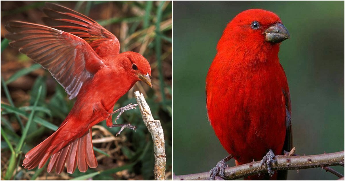 Introducing the Striking Strawberry-Colored Bird: The Summer Tanager, a True Gem of North America!