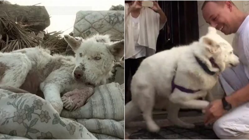 Homeless Husky Overcomes Adversity After Years in Garbage Dump on City Outskirts