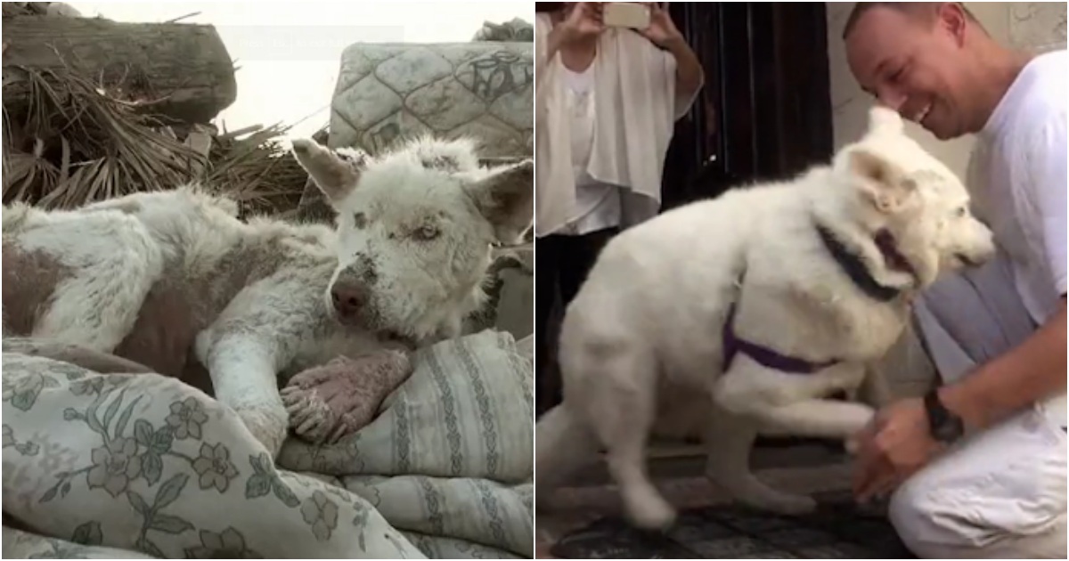 Homeless Husky Overcomes Adversity After Years in Garbage Dump on City Outskirts