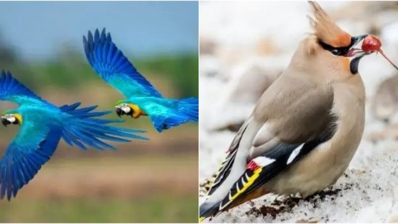 8 Most beautiful birds in the world that will make awestruck !