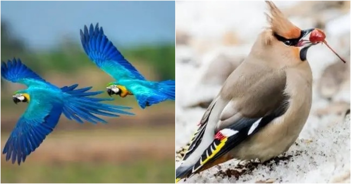 8 Most beautiful birds in the world that will make awestruck !