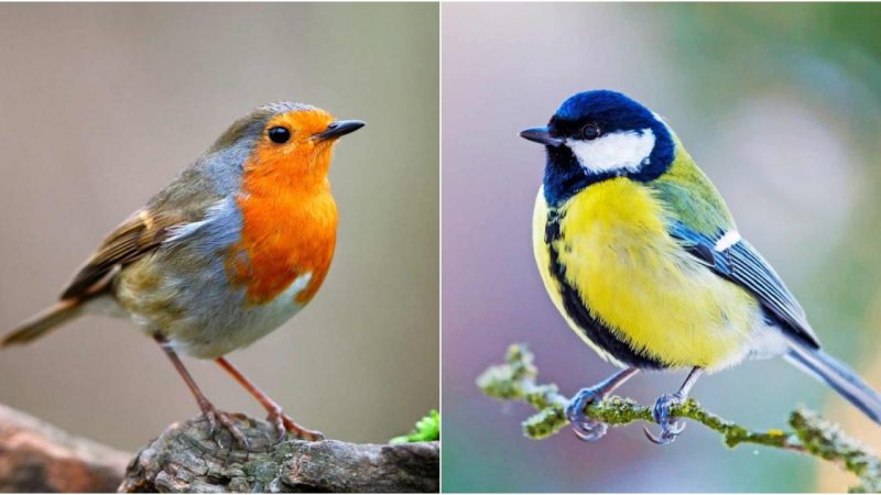 “Discovering the Charm of 19 British Garden Birds”