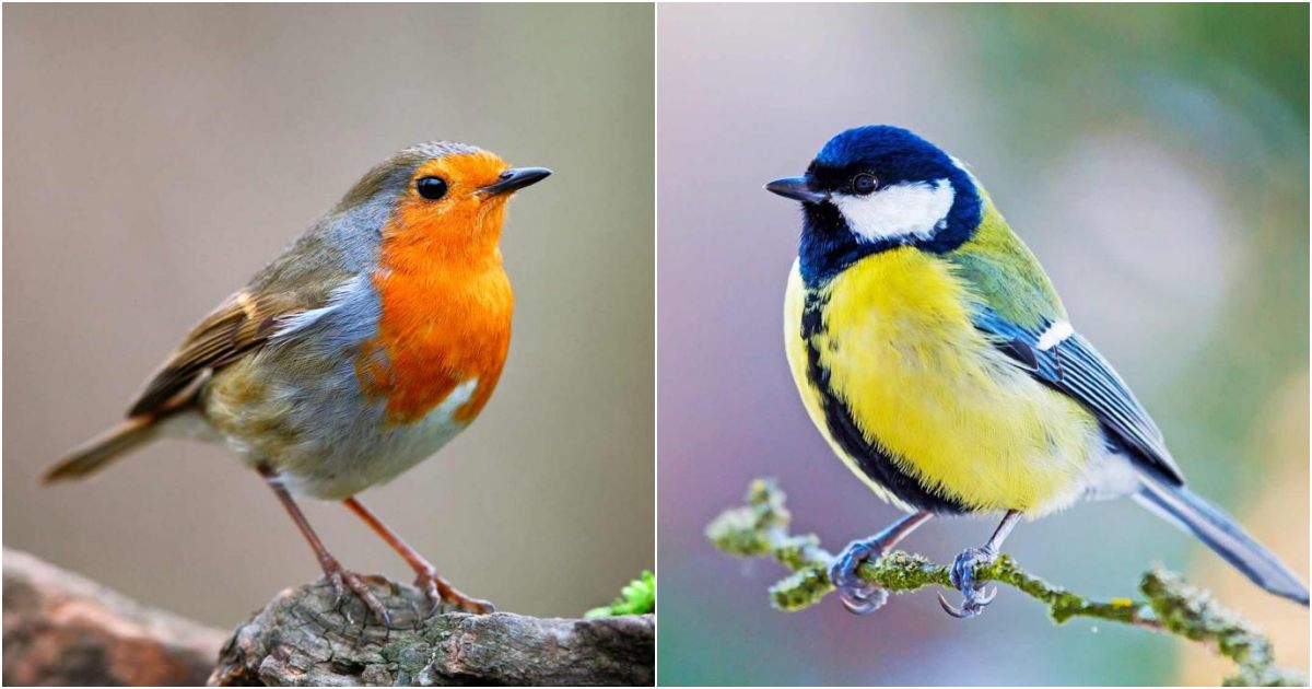 “Discovering the Charm of 19 British Garden Birds”