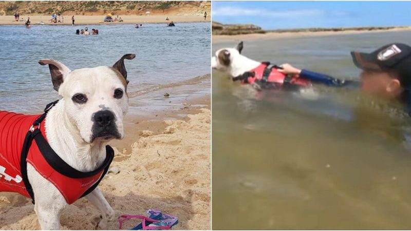 Pit Bull Rescues Boy from Drowning in Treacherous River