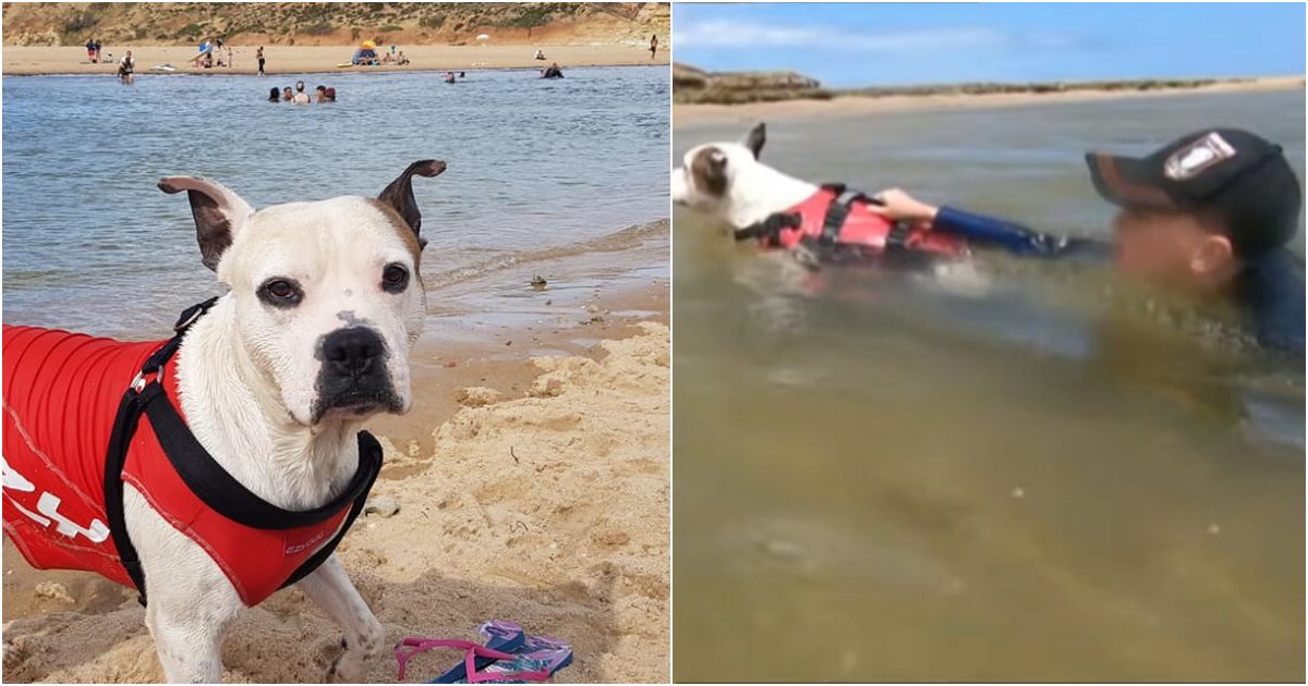 Pit Bull Rescues Boy from Drowning in Treacherous River