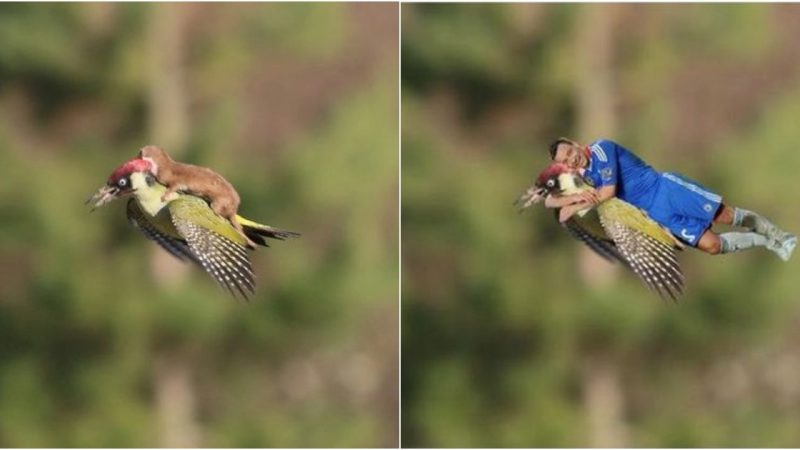 Laughing at the Viral “Squirrel Riding Bird” Photo Series