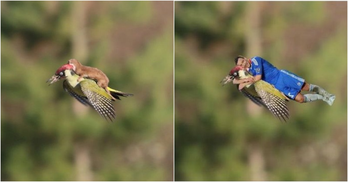 Laughing at the Viral “Squirrel Riding Bird” Photo Series