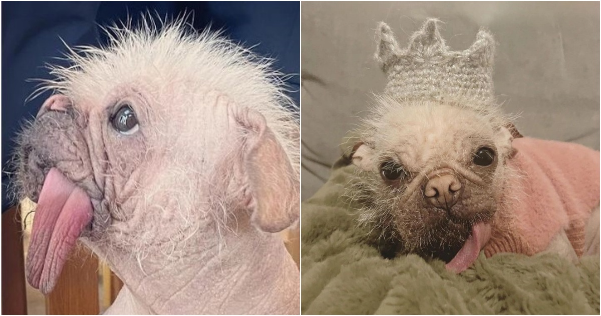 Breaking Beauty Norms: Peggy – The Charming Pooch Defying Expectations