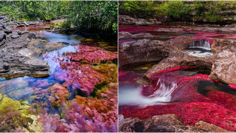 Cano Cristales: The Enchanting Multicolored River of Colombia