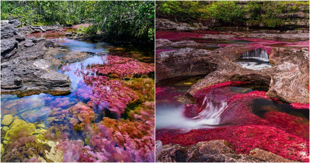 Cano Cristales: The Enchanting Multicolored River of Colombia