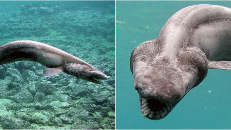 The Fried Shark: A Marvel of the Deep Ocean