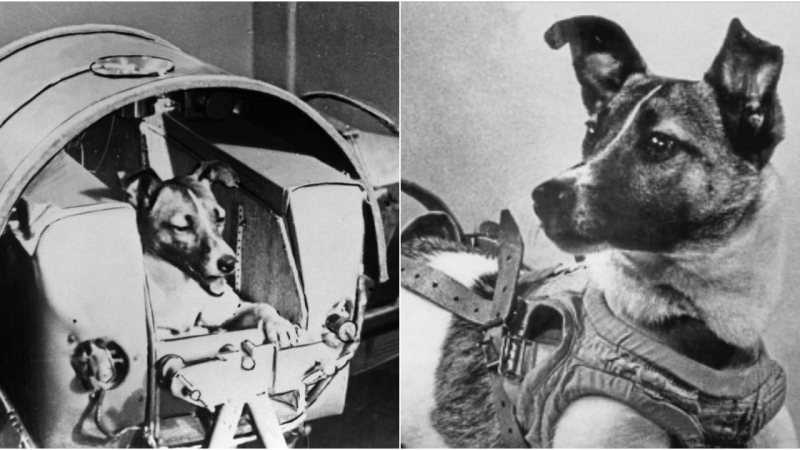 Laika – The Courageous Dog in Space