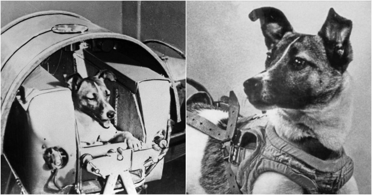 Laika – The Courageous Dog in Space